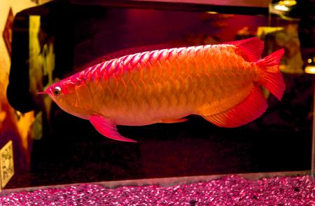 越南龙鱼整形师：为鱼打造完美外形，走红网络