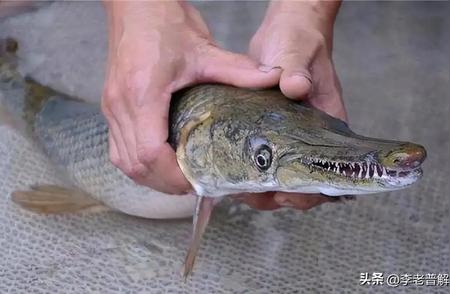 广州公园惊现鳄雀鳝，这种顶级淡水鱼杀手有多强大？