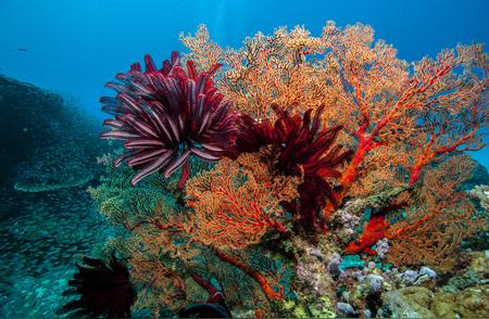 我国海底珊瑚种植大获成功，生态环境焕然一新