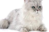 波斯猫：一种高贵的宠物品种