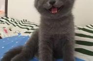 英国短毛猫：全球最可爱的猫咪之一