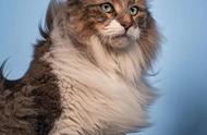 猫咪脸型揭秘：性格与外貌的奇妙关联