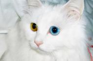 拥有异色眼睛的猫叫什么名字？