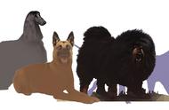 曲靖新规定：城区禁止饲养49种烈性犬和大型犬