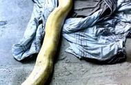 杭州小区惊现3米长黄金蟒蛇，居民被起诉！