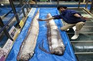 深海奇遇：日本钓鱼者捕获罕见水生生物