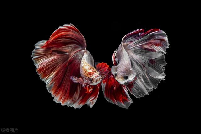 摄影师拍摄暹罗斗鱼特写：天生的颜料盘，水中的彩墨云