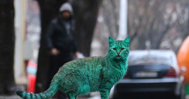 外国出现荧光绿色的猫，颜色一天比一天深，变得越来越绿了