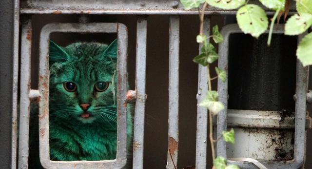 外国出现荧光绿色的猫，颜色一天比一天深，变得越来越绿了