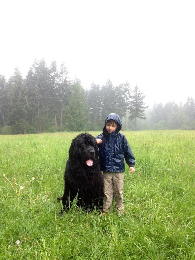 一位摄影师妈妈日常记录，她儿子和两只纽芬兰犬的生活 ​​​​