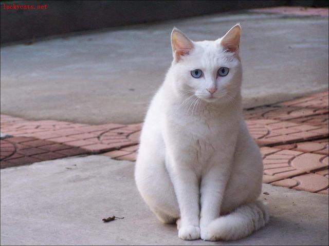 宠物图集：土耳其梵猫
