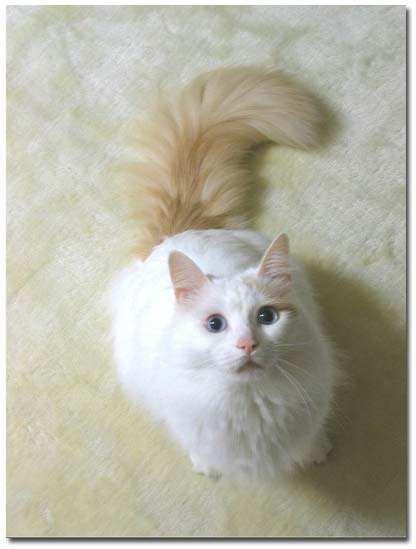 宠物图集：土耳其梵猫