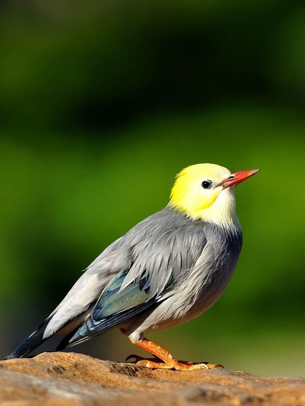 声貌俱全的高贵笼养鸟——金丝雀
