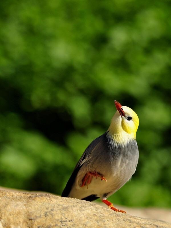 声貌俱全的高贵笼养鸟——金丝雀