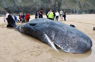 鲸鱼再次搁浅死亡，胃中竟有300斤渔具，人类应负责