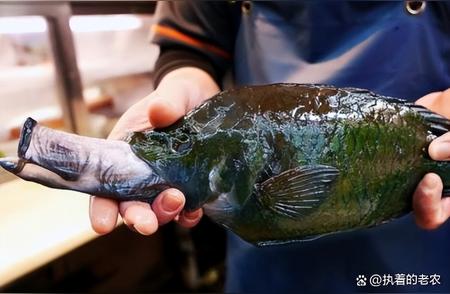 这可不是普通的鱼，请你仔细观察它的样子，它在民间非常珍贵，不要小看。