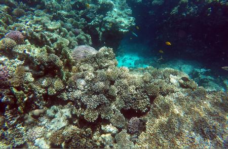 全球珊瑚面临史上最剧烈的白化危机