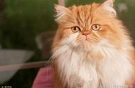 猫咪智商排名：你家的猫在其中吗？