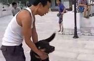 藏獒挑战土狗，结果被咬死，谁还敢歧视它？