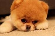 狗狗流泪，真的只是因为伤心吗？