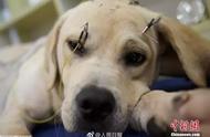 上海宠物诊所采用针灸艾熏疗法，4年服务2000猫狗