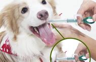 每日宠物护理指南：兽医分享健康与医疗小贴士