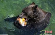 俄罗斯新立法：居民不得养危险动物，宠物熊时代落幕