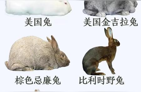 兔子品种全览：分类详解与饲养技巧