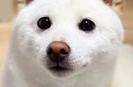 探索白色柴犬的稀有性与其价格之谜
