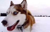 冬季户外活动的理想伴侣：5种耐寒犬种