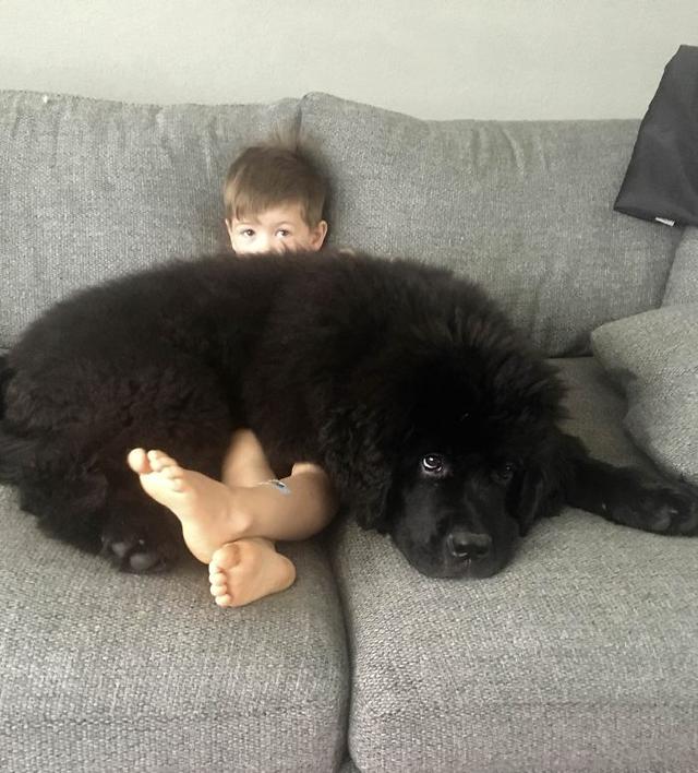 你没看错这真的不是熊，而是超级巨大的纽芬兰犬