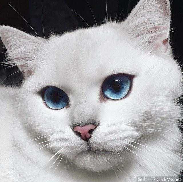 世界上最美的猫咪，看完你迷上它了吗