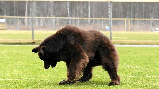 你没看错这真的不是熊，而是超级巨大的纽芬兰犬
