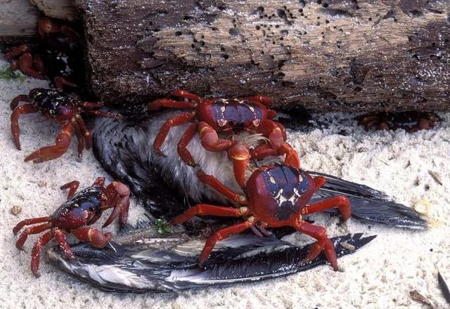 密集恐惧者小心，这里的螃蟹到了交配的季节就会像潮水一样出现！