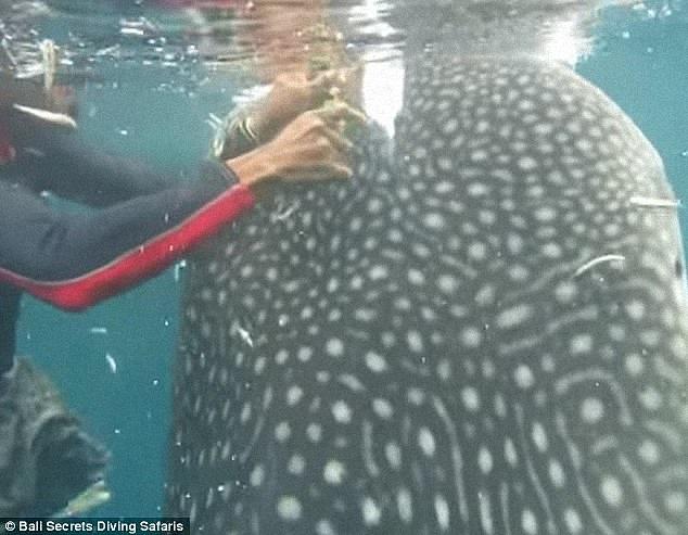 男子发现受伤的鲸鲨嘴上缠着渔线，下水用钳子将渔线取出