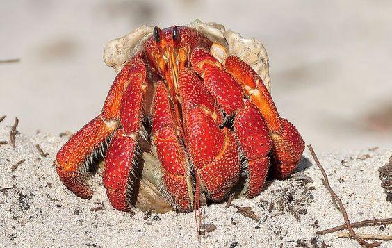 热带生物-草莓寄居蟹