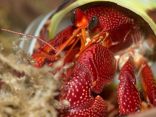 热带生物-草莓寄居蟹